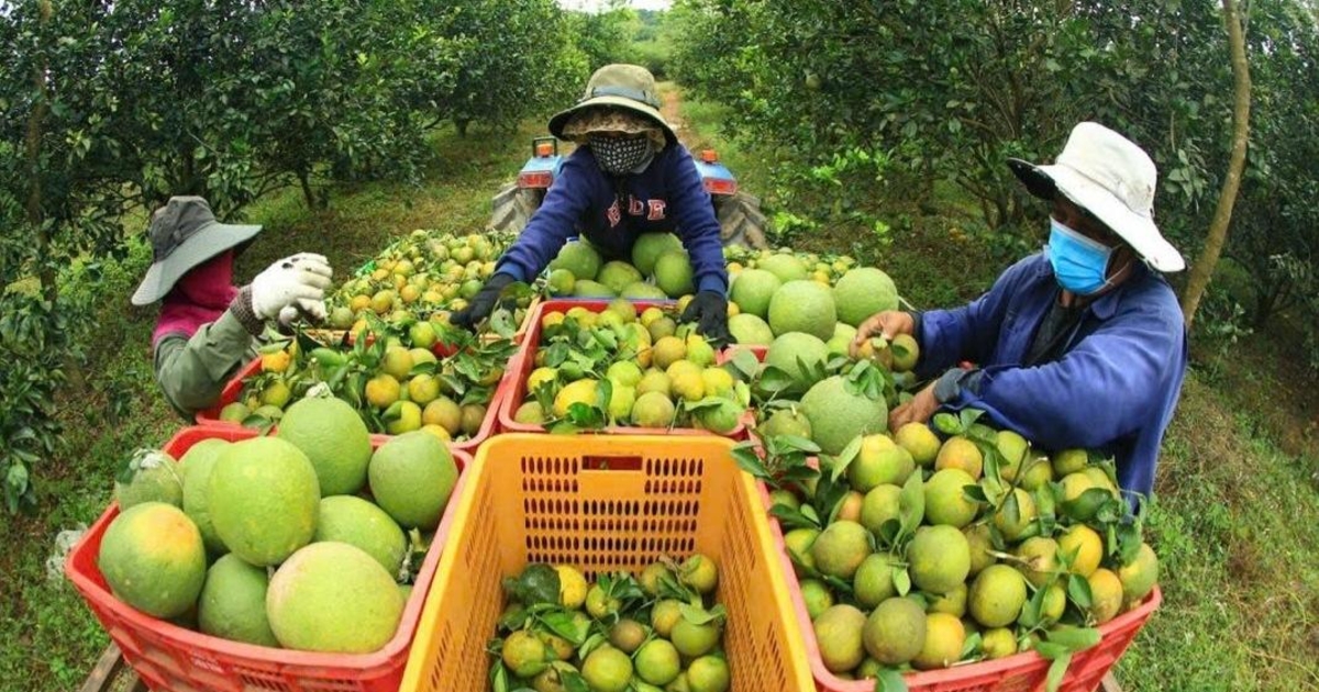 Nghịch lý nông sản Việt: Xuất khẩu dễ, bán trong nước lại khó