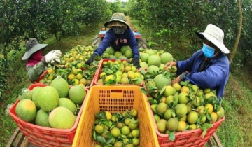 Nghịch lý nông sản Việt: Xuất khẩu dễ, bán trong nước lại khó