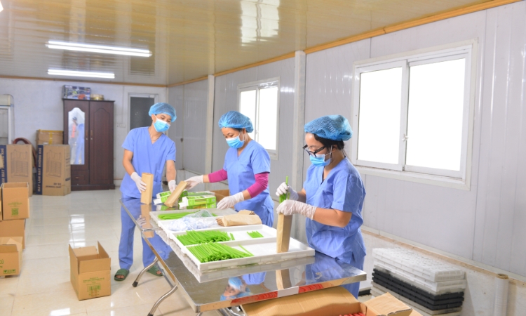 Rau củ “hóa thân” thành ống hút: Hướng đi lạ của một HTX nông nghiệp ở Hà Nội