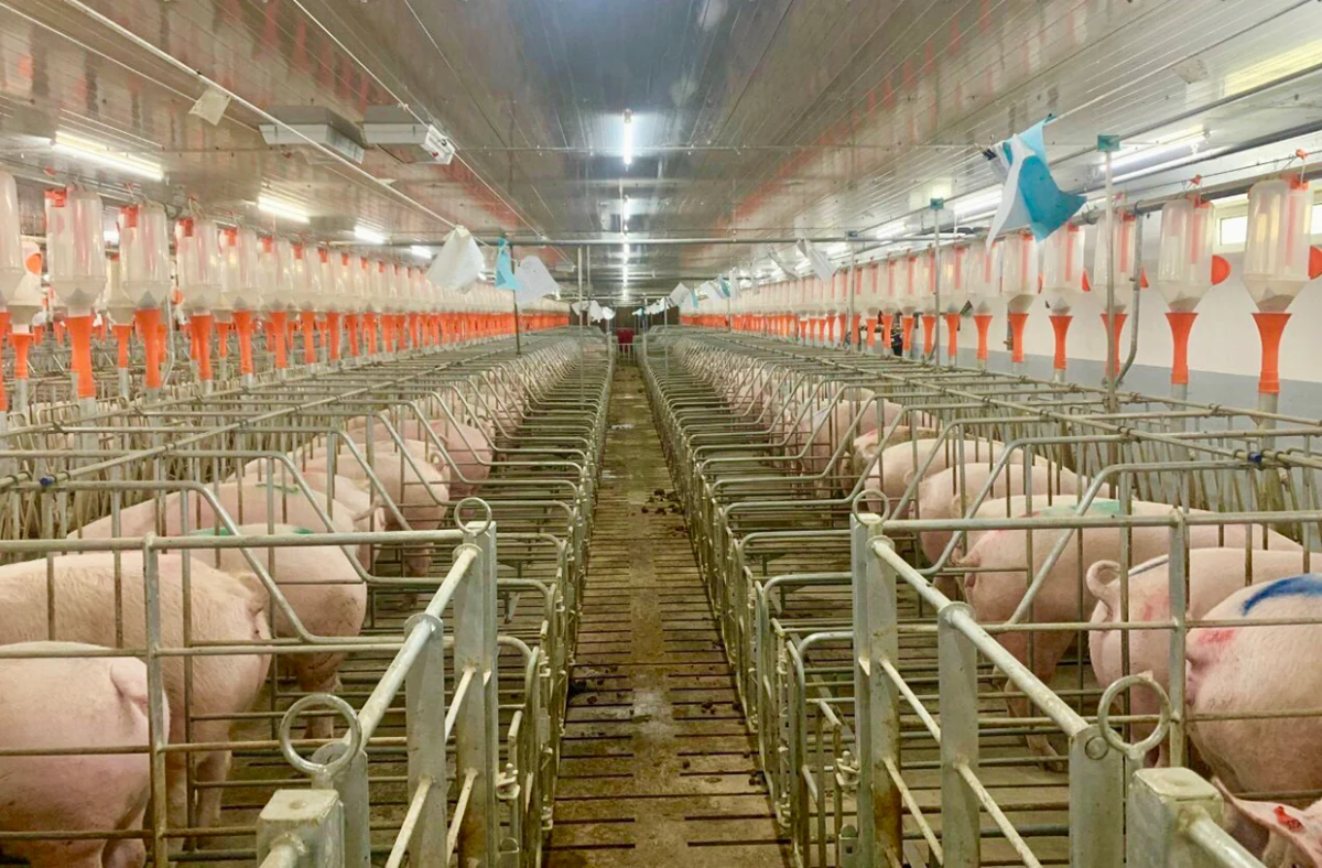 Nhiều tập đoàn lớn xem nông nghiệp và chăn nuôi là động lực tăng trưởng mới.