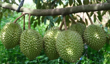 Chuẩn hóa quy trình canh tác, cây trồng tỷ đô không lo