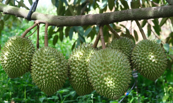 Tuân thủ quy trình canh tác, nhiều nhà vườn và các HTX trồng sầu riêng yên tâm về đầu ra.