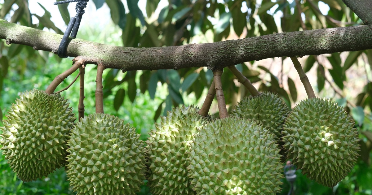 Chuẩn hóa quy trình canh tác, cây trồng tỷ đô không lo "sầu”