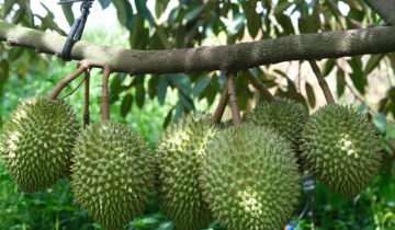 Chuẩn hóa quy trình canh tác, cây trồng tỷ đô không lo