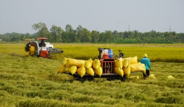 Lúa gạo phát thải thấp: HTX lo “gánh” chi phí trước khi hái trái ngọt carbon