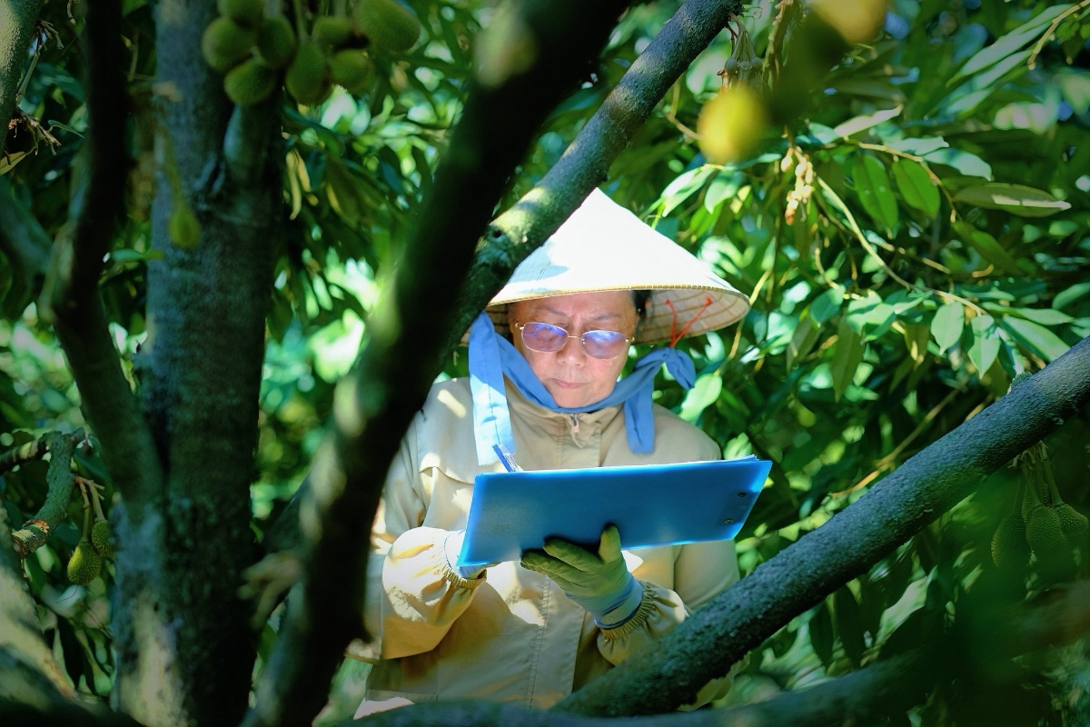 Từng gốc sầu riêng tại Queen Farm đều được “định danh” và có dữ liệu cụ thể.
