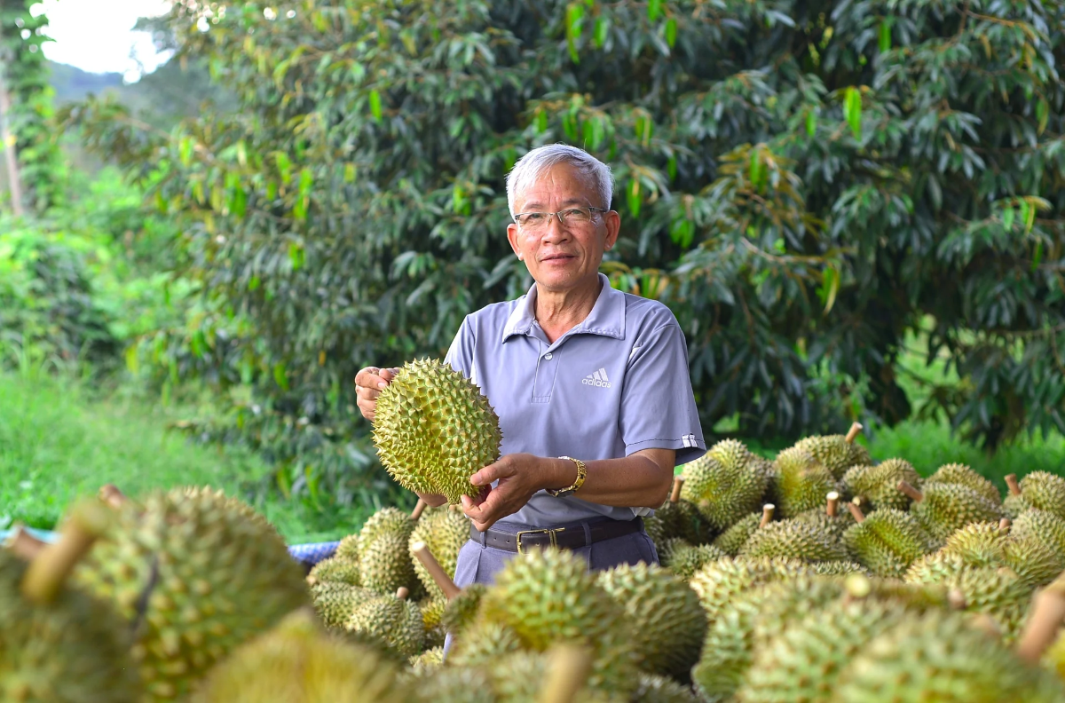 Tuân thủ quy trình canh tác, nhiều nhà vườn và các HTX trồng sầu riêng yên tâm về đầu ra.