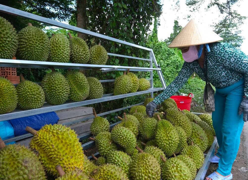 Giá sầu riêng chính vụ được thu mua ở mức thấp, chỉ bằng 1/2 so với năm 2025 khiến nhiều nhà vườn lo lắng.