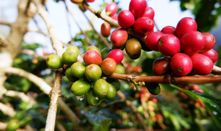Giá cà phê điều chỉnh nhẹ, dao động quanh mốc 86.000 đồng/kg
