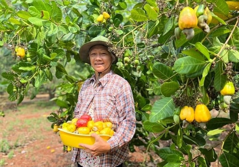 Nhiều nông sản của Việt Nam vẫn xuất khẩu sang Mỹ và EU ở dạng thô.