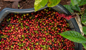 Cà phê tăng giá đầu tuần, thị trường hướng mốc 89.000 đồng/kg