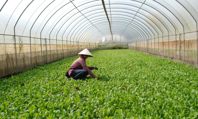 Nghịch lý nông nghiệp hữu cơ: Chi phí đè sức mua, HTX tìm lối thoát thị trường ngách