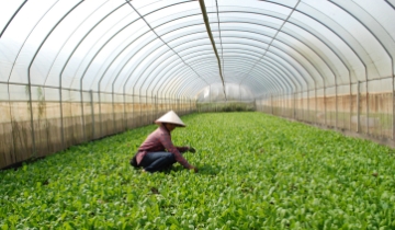 Nghịch lý nông nghiệp hữu cơ: Chi phí đè sức mua, HTX tìm lối thoát thị trường ngách