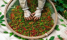 Hạt cà phê chưa rang