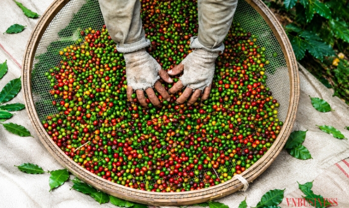 Hạt cà phê chưa rang