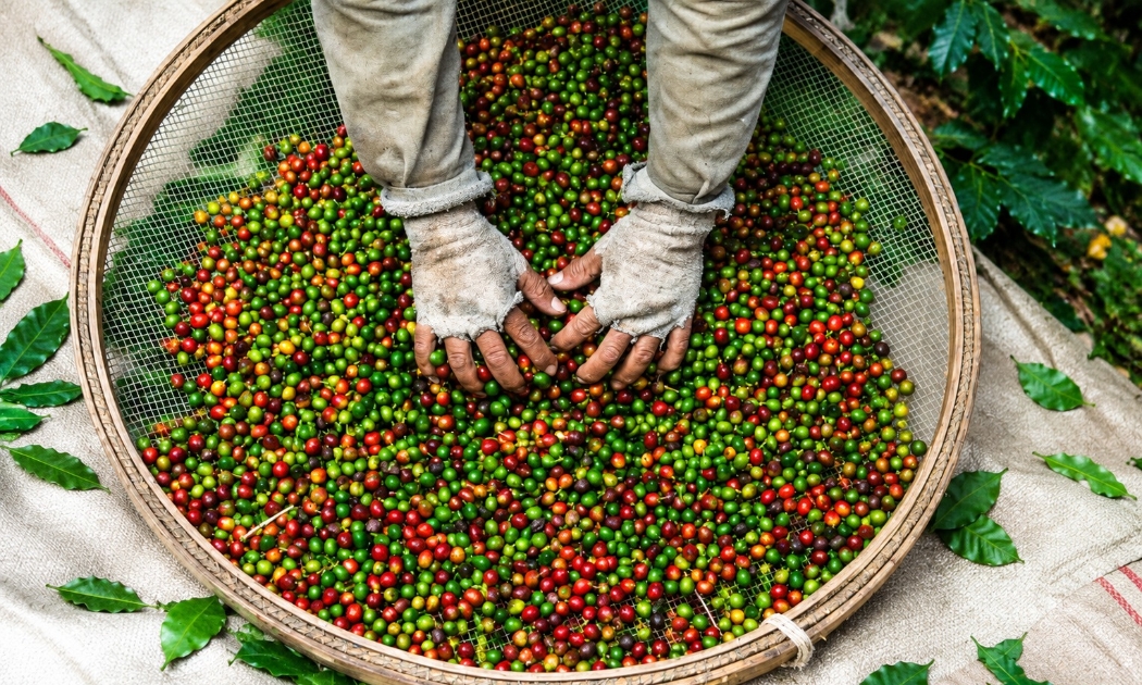 Hạt cà phê chưa rang