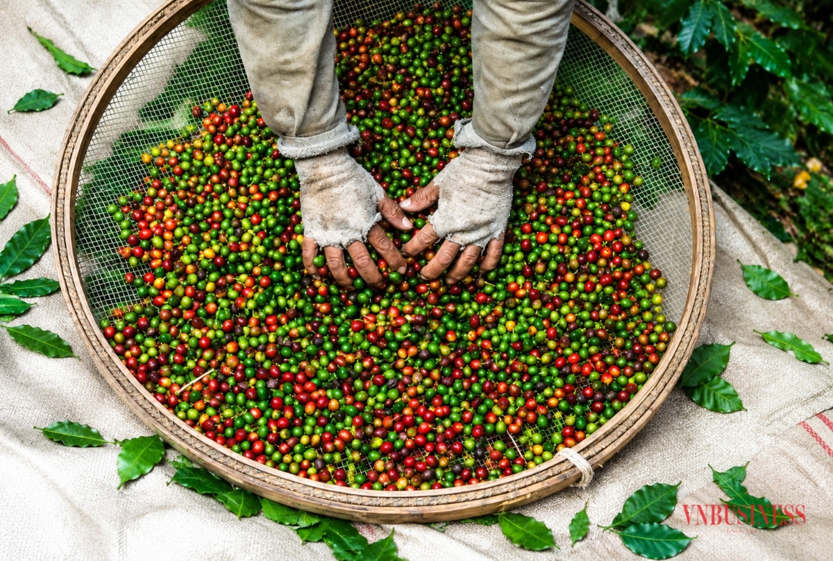 Hạt cà phê chưa rang bắt buộc phải đăng ký thông qua cơ quan có thẩm quyền tại Việt Nam trước khi hồ sơ được đề xuất lên Tổng cục Hải quan Trung Quốc (GACC).