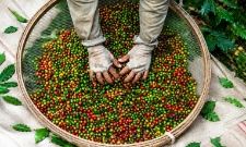 Hạt cà phê chưa rang