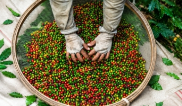 Doanh nghiệp xuất khẩu thực phẩm sang Trung Quốc cần cập nhật hệ thống CIFER