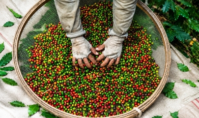 Hạt cà phê chưa rang