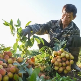 Nhiều hộ dân thức dậy từ 2-4 giờ sáng để thu hoạch vải, tránh nắng nóng làm cháy vỏ quả.