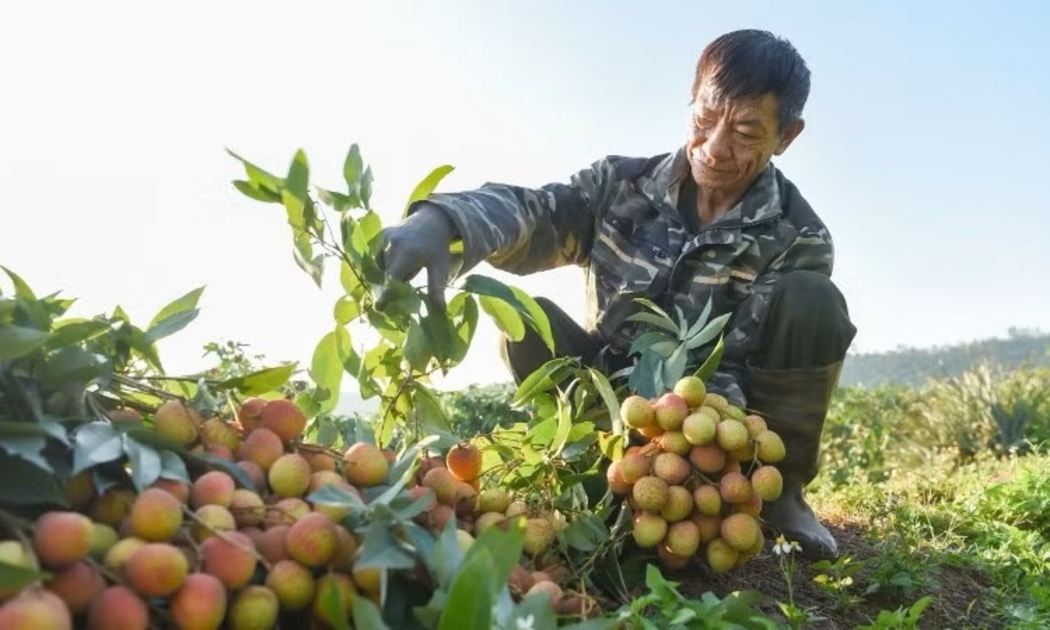 Nhiều hộ dân thức dậy từ 2-4 giờ sáng để thu hoạch vải, tránh nắng nóng làm cháy vỏ quả.