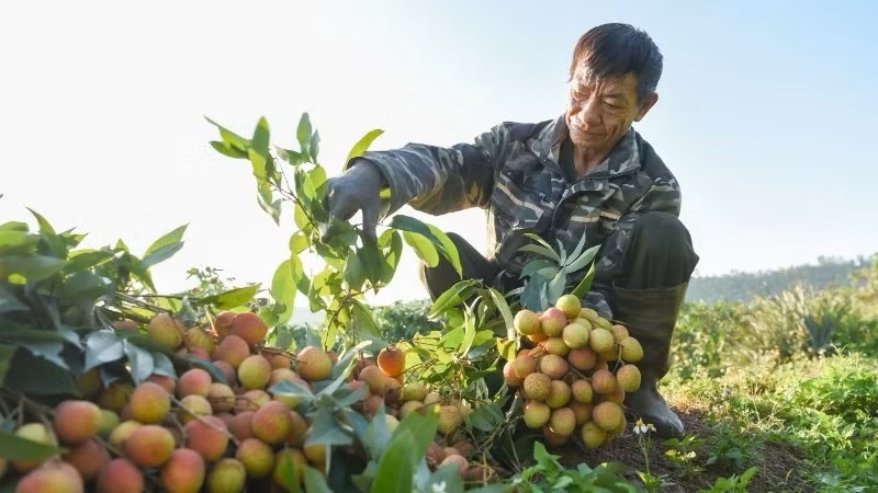 Nhiều hộ dân thức dậy từ 2-4 giờ sáng để thu hoạch vải, tránh nắng nóng làm cháy vỏ quả.