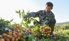 Nhiều hộ dân thức dậy từ 2-4 giờ sáng để thu hoạch vải, tránh nắng nóng làm cháy vỏ quả.