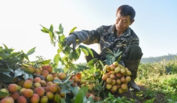 Vải Bắc Ninh vào mùa cao điểm, nông dân dậy từ 2 giờ sáng né nắng giữ chuẩn xuất khẩu