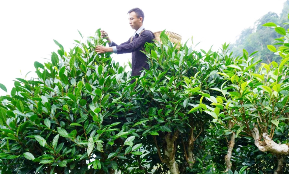 Anh Lý Văn Minh, sáng lập HTX Nông nghiệp Tả Củ Tỷ, đang cùng các thành viên liên kết tạo ra 7 dòng sản phẩm trà, trong đó có sản phẩm OCOP 3 sao.