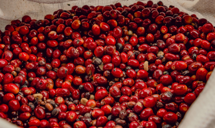 Thị trường có tín hiệu hồi phục, giá cà phê tăng 200 đồng/kg
