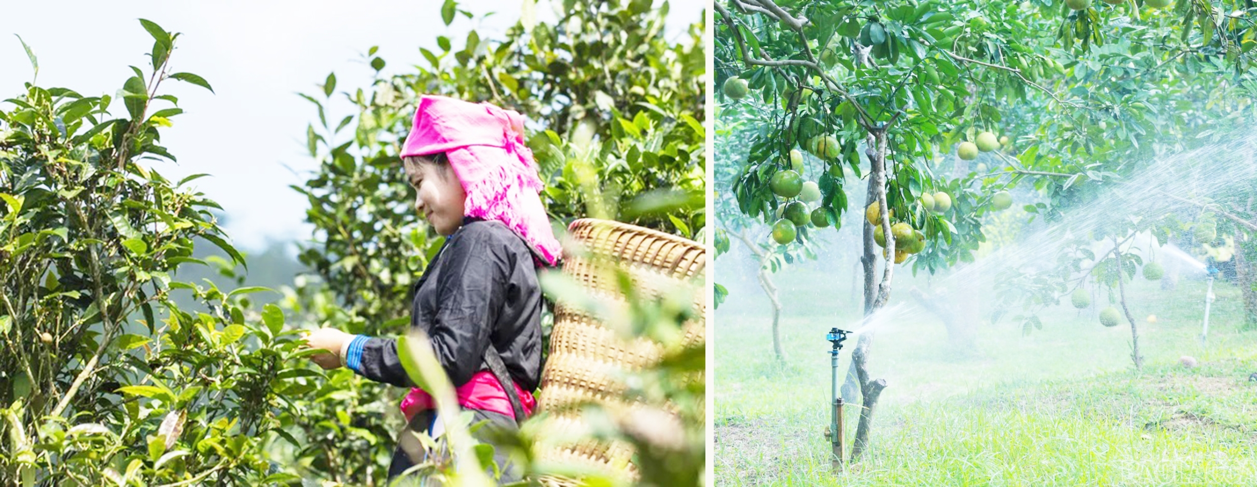 Công nghệ số giúp người nông dân, thành viên HTX tiếp cận thị trường, sở hữu trí tuệ giúp bảo vệ thương hiệu, còn đổi mới sáng tạo giúp gia tăng giá trị sản phẩm.