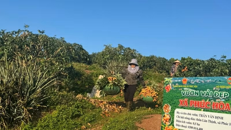 Chính quyền và người dân đẩy nhanh tiến độ thu hoạch để giảm thiểu thiệt hại do thời tiết cực đoan.