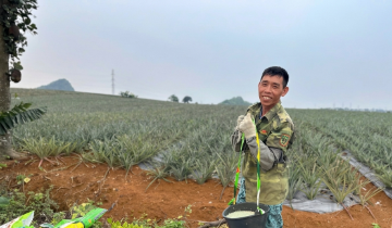 Hạ nhiệt giá phân bón: Lời giải từ chính sách thuế và chuỗi liên kết