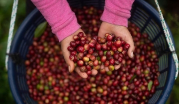 Lực đỡ từ sàn ngoại và tâm lý găm hàng giúp giá cà phê tăng 700 đồng/kg
