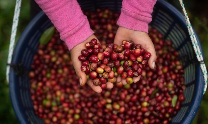 Lực đỡ từ sàn ngoại và tâm lý găm hàng giúp giá cà phê tăng 700 đồng/kg