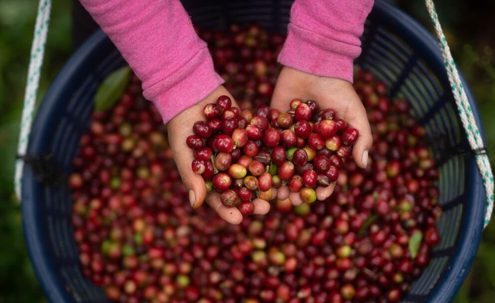 Giá cà phê trong nước hôm nay (28/5) tăng thêm 700 đồng/kg so với hôm qua.