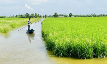 Mô hình sản xuất thuận thiên lúa - tôm, tạo sinh kế bền vững cho người dân và nhiều hợp tác xã tại tỉnh Cà Mau.