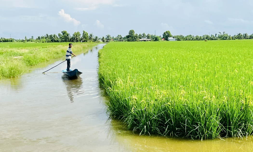 Mô hình sản xuất thuận thiên lúa - tôm, tạo sinh kế bền vững cho người dân và nhiều hợp tác xã tại tỉnh Cà Mau.