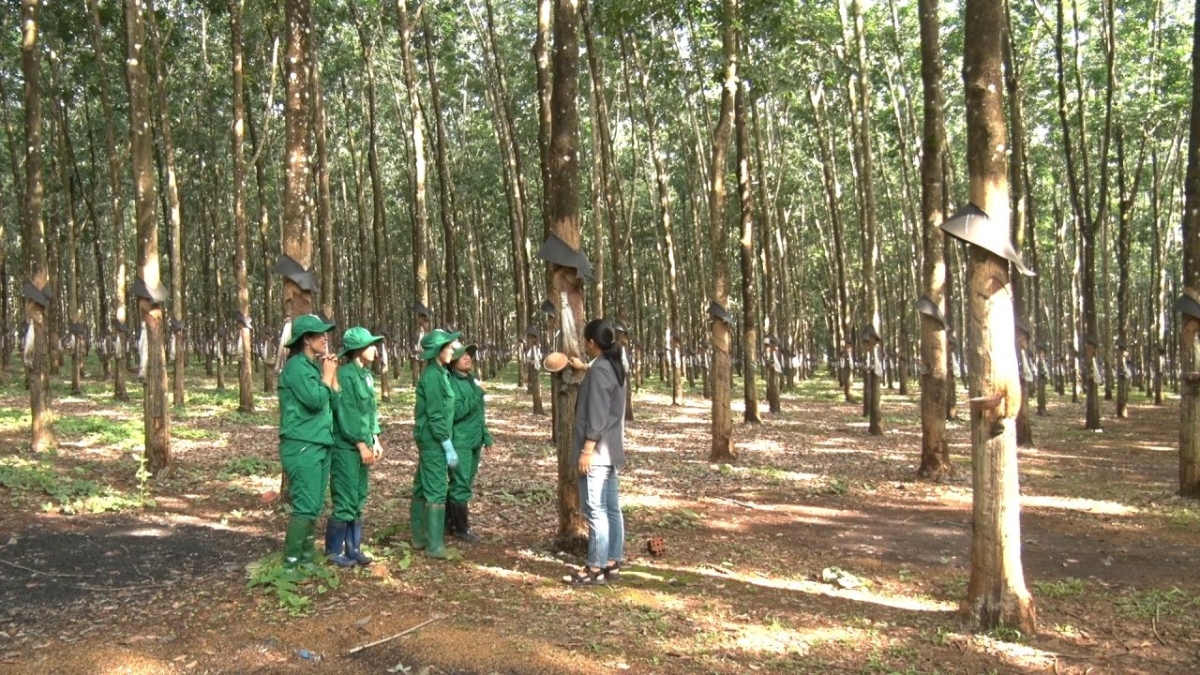 Bản đồ ranh giới rừng 2020 là công cụ xác định sản phẩm hợp pháp của Việt Nam.