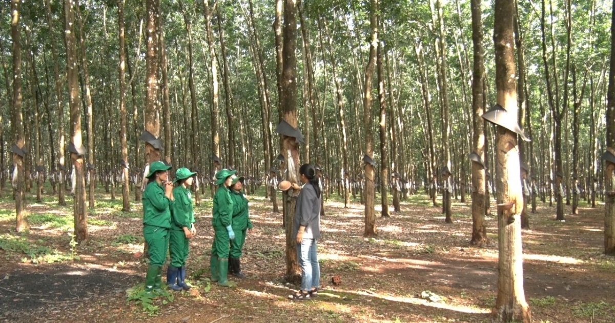 Bảo vệ chuỗi nông sản xuất khẩu sang EU