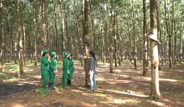 Nông sản Việt cần “lá chắn dữ liệu” để vượt hàng rào EUDR