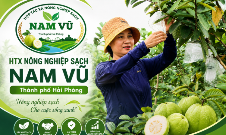 Từ quả ổi VietGAP đến danh hiệu “Ngôi sao HTX”: Hành trình đổi thay của HTX Nông nghiệp sạch Nam Vũ