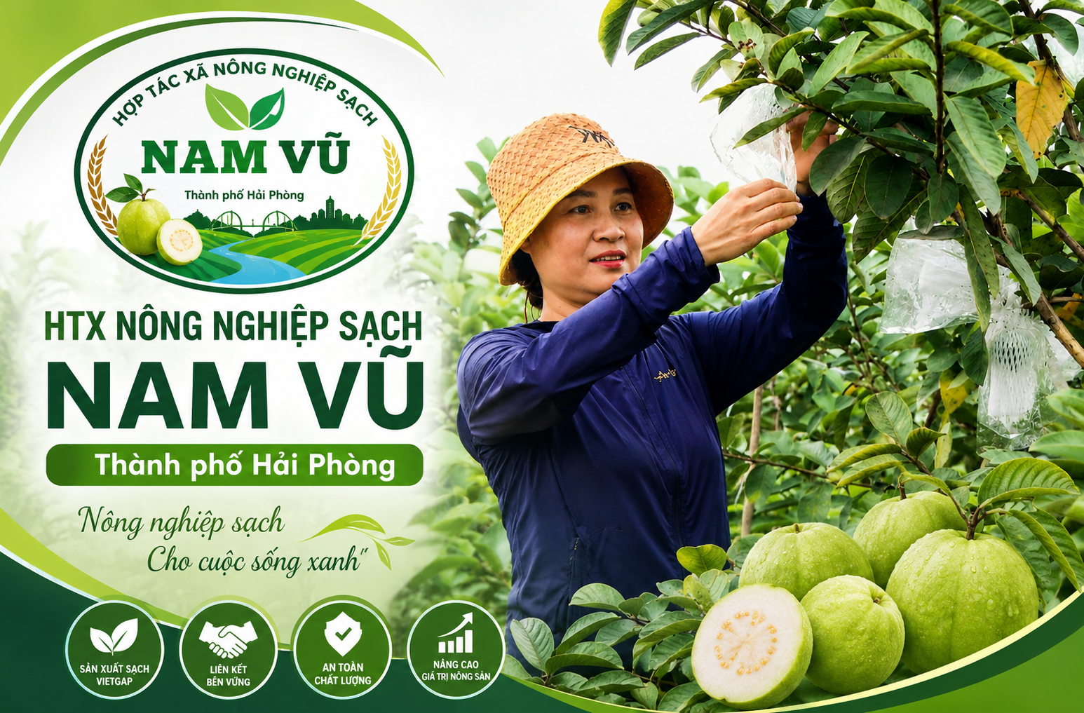 Từ quả ổi VietGAP đến danh hiệu “Ngôi sao HTX”: Hành trình đổi thay của HTX Nông nghiệp sạch Nam Vũ