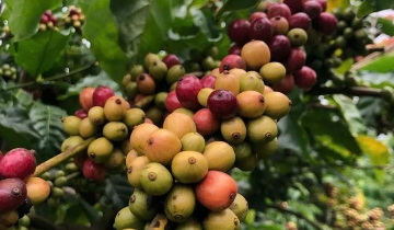 Giá cà phê giảm 700 đồng/kg, thị trường bước vào nhịp điều chỉnh ngắn hạn