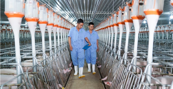 Baf Việt Nam tiếp tục đẩy mạnh chiến lược mở rộng quy mô chăn nuôi thông qua M&A.