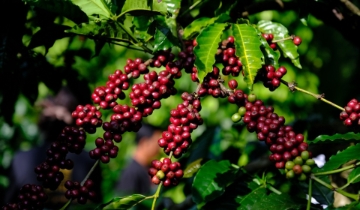 Giá cà phê bật tăng 600 đồng/kg, thị trường có nhiều tín hiệu tích cực