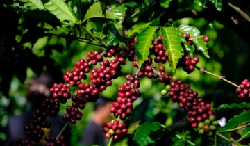Giá cà phê bật tăng 600 đồng/kg, thị trường có nhiều tín hiệu tích cực