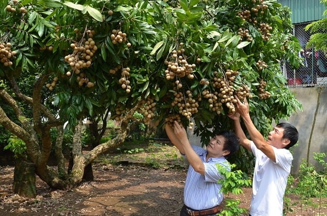 Nhãn chín muộn Đại Thành xuất khẩu thành công nhờ xây dựng mã số vùng trồng.