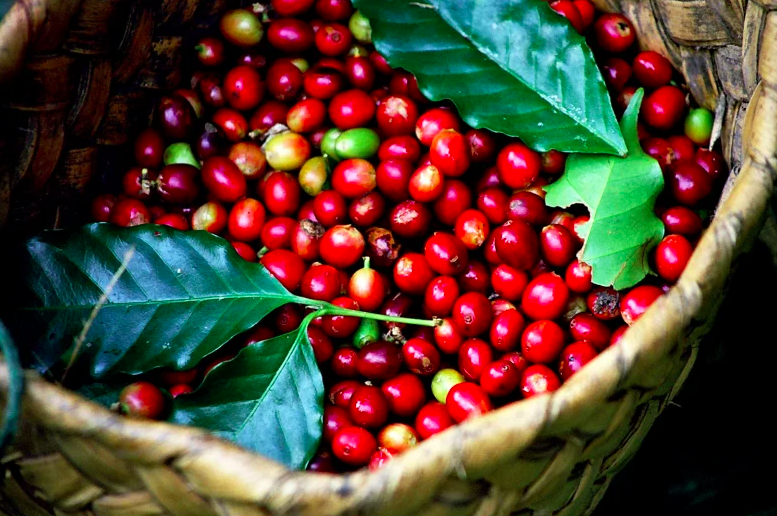 Giá cà phê đồng loạt giảm ở các vùng trồng.